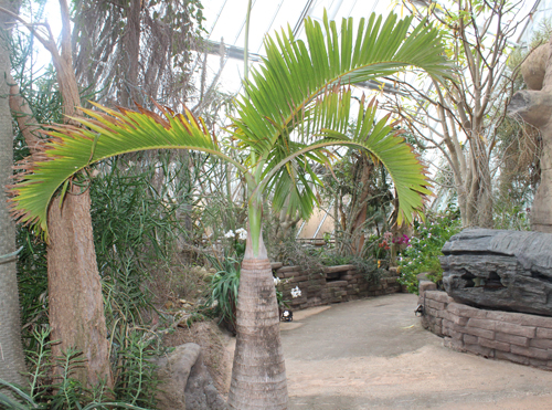 Spiny Desert of Madagascar in Cleveland Botanical Garden